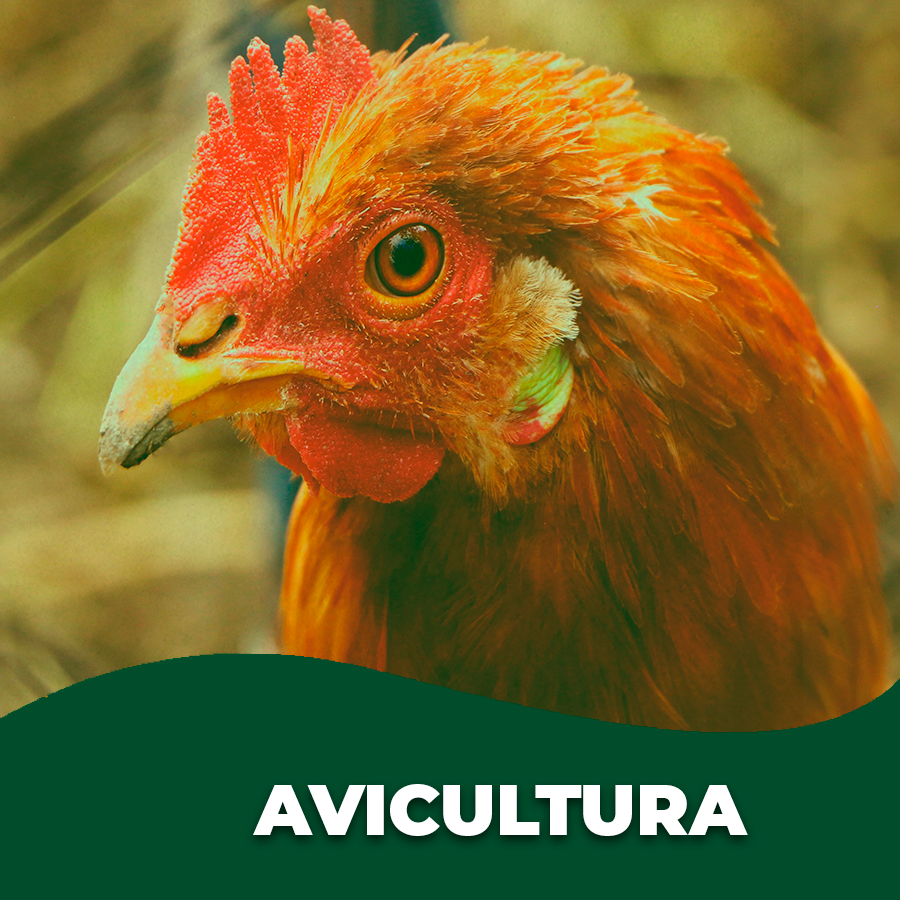 Avicultura